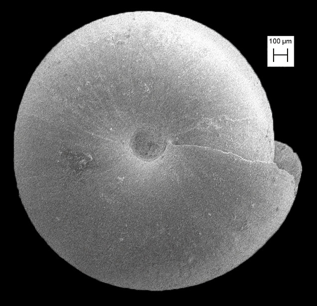 Paravitrea multidentata (A Binney, 1840) Dentate Supercoil