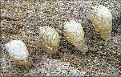 Succinea campestris Say, 1818 Crinkled Ambersnail