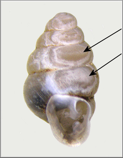 Gastrocopta contracta (Say, 1822) which survived predation