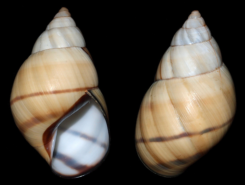 Orthalicus floridensis Pilsbry, 1891 Banded Tree Snail