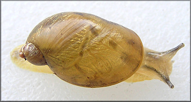 Novisuccinea ovalis (Say, 1817) Oval Ambersnail