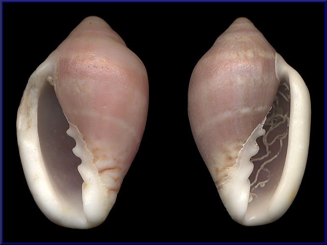 Sinistral Marginella ornata Redfield, 1870