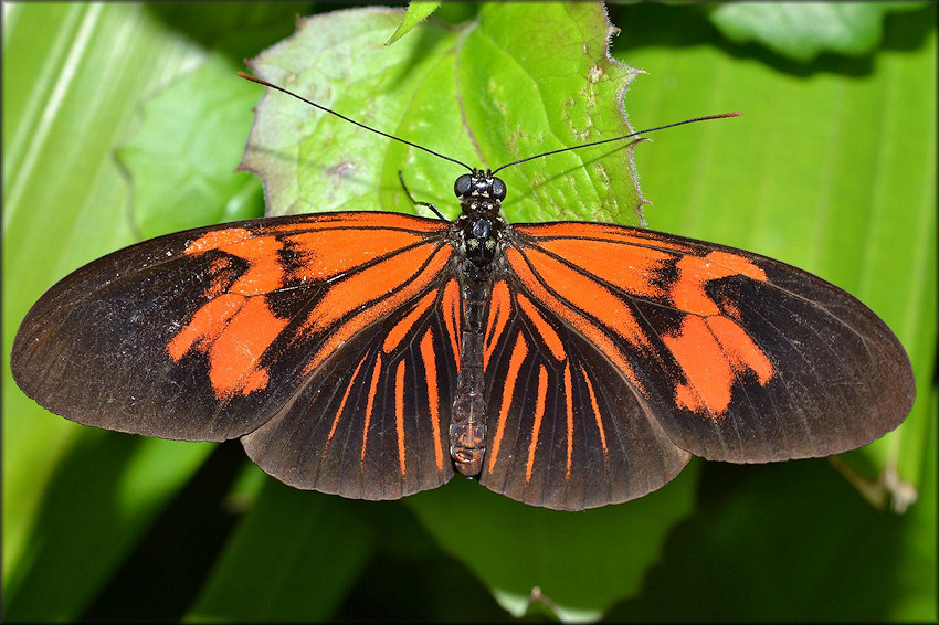 Heliconius melpomene Common Postman