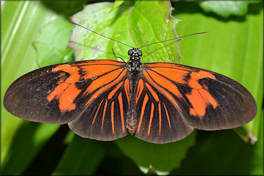 Heliconius melpomene Common Postman