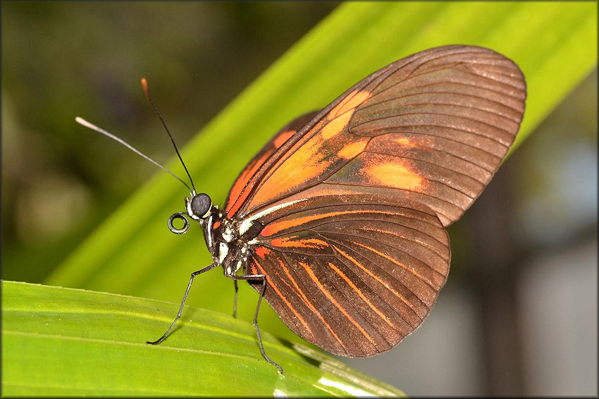 Heliconius melpomene Common Postman