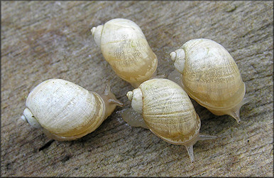 Succinea campestris Say, 1818 Crinkled Ambersnail