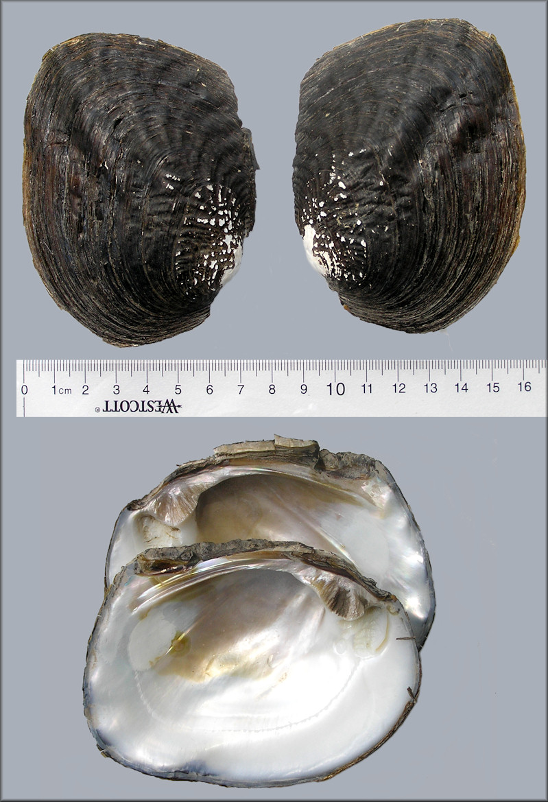 Megalonaias nervosa (Rafinesque, 1820) Washboard