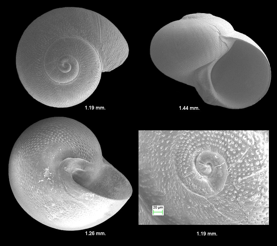 Teinostoma ciskae Faber, 1995 Fossil