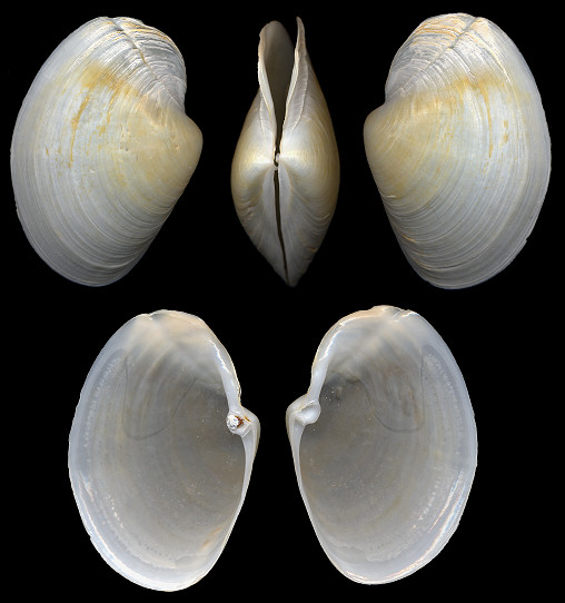 Anatina anatina (Spengler, 1802) Smooth Duckclam