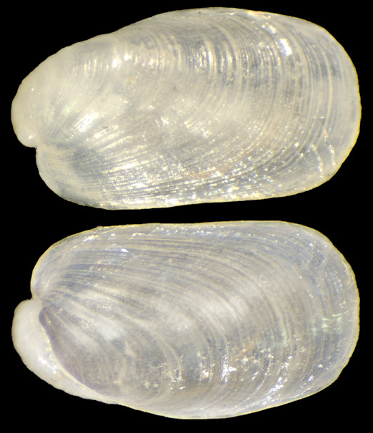 Berthellina quadridens (Mørch, 1863) Internal Shell