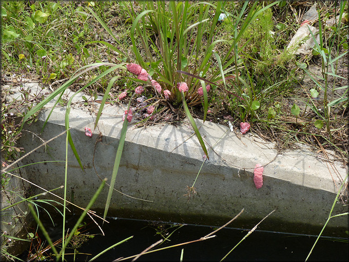 Lake With Minimal Pomacea canaliculata (Lamarck, 1822) Population