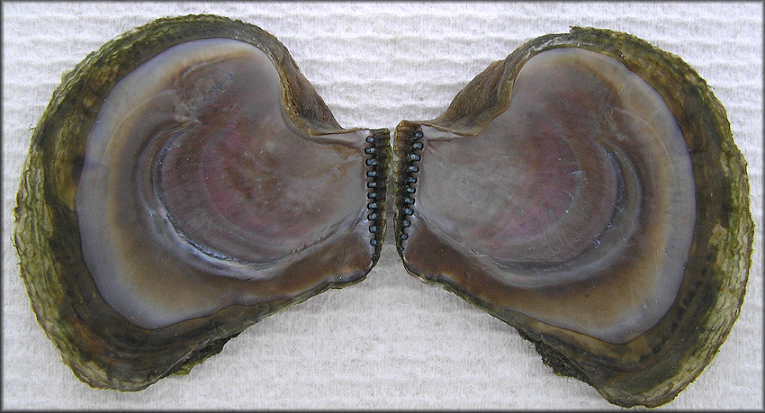 Isognomon alatus (Gmelin, 1791) Flat Tree-oyster