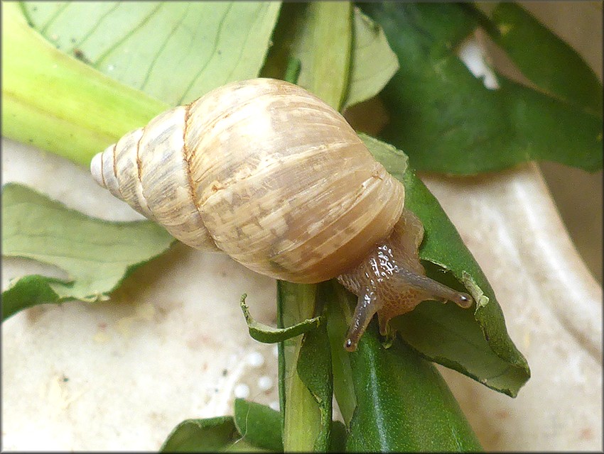 Rabdotus dealbatus (Say, 1821) Whitewashed Rabdotus