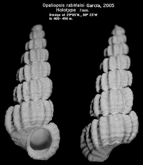 Opaliopsis rabalaisi Garca, 2005 (holotype)