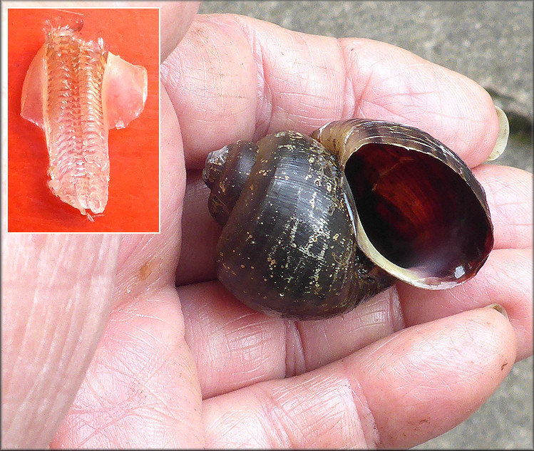 Pomacea diffusa (Blume, 1957) Spiketop Apple Snail Radula