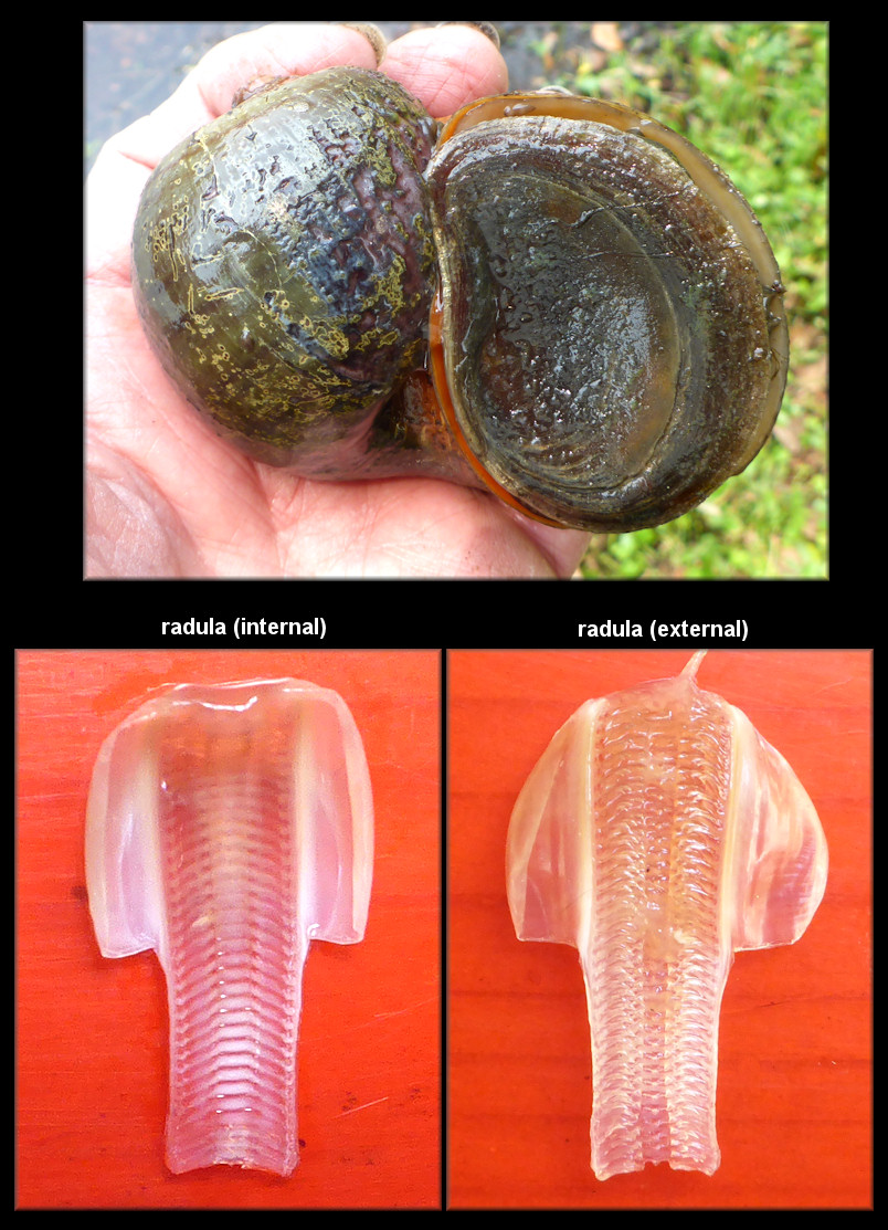 Pomacea canaliculata (Lamarck, 1822) Radula