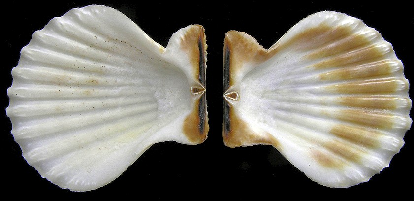 Decatopecten radula (Linnaeus, 1758)