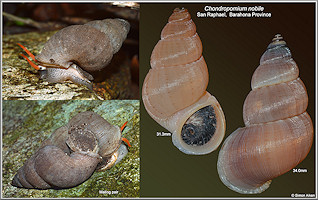 Chondropomium nobile (L. Pfeiffer, 1852)