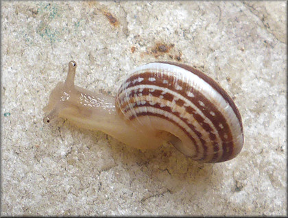 Cernuella species (probably C. virgata Maritime Gardensnail)