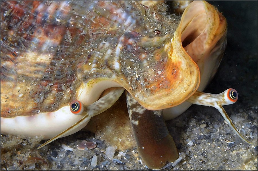 Lobatus raninus (Gmelin, 1791) Hawkwing Conch Living Animal