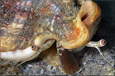 Lobatus raninus (Gmelin, 1791) Hawkwing Conch Living Animal