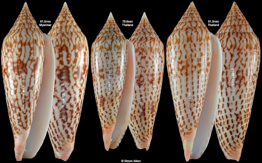 Conus ranonganus da Motta, 1978