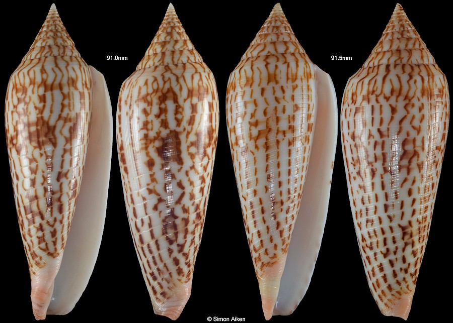 Conus ranonganus da Motta, 1978