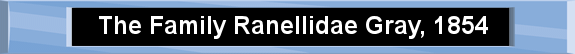 The Family Ranellidae Gray, 1854