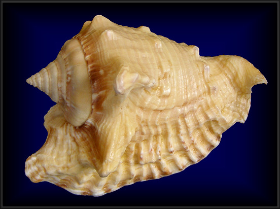 Lobatus raninus (Gmelin, 1791) Hawkwing Conch