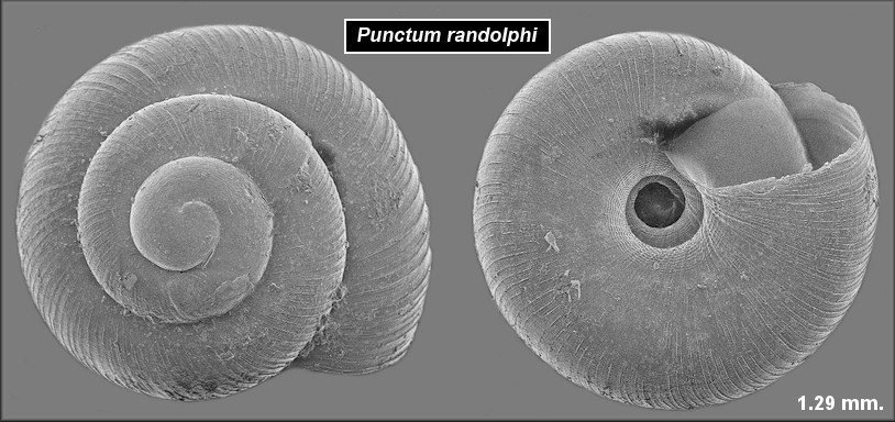 Punctum randolphi