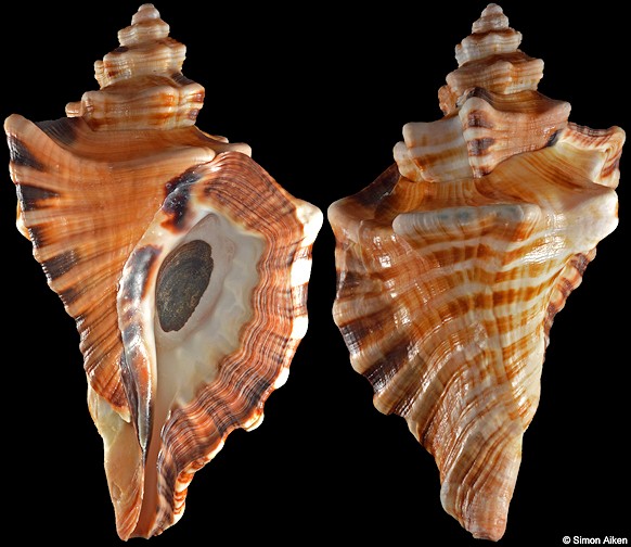 Cymatium ranzanii Bianconi, 1850