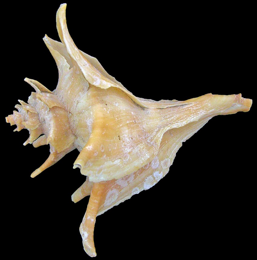 Austrotrophon catalinensis (I. Oldroyd, 1927) Catalina Forreria