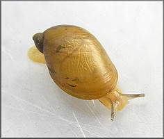 Succinea species