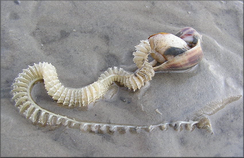 Fulguropsis spirata (Lamarck, 1816) Depositing Egg Capsules