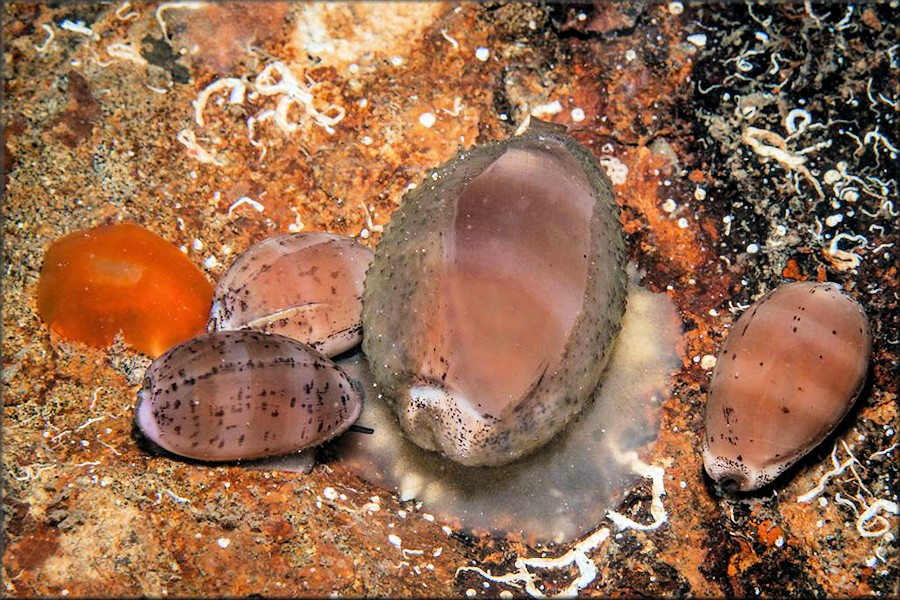 Luria cinerea (Gmelin, 1791) Atlantic Gray Cowrie And Eggs