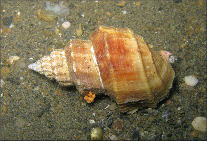 Buccinum beringense Golikov, 1980