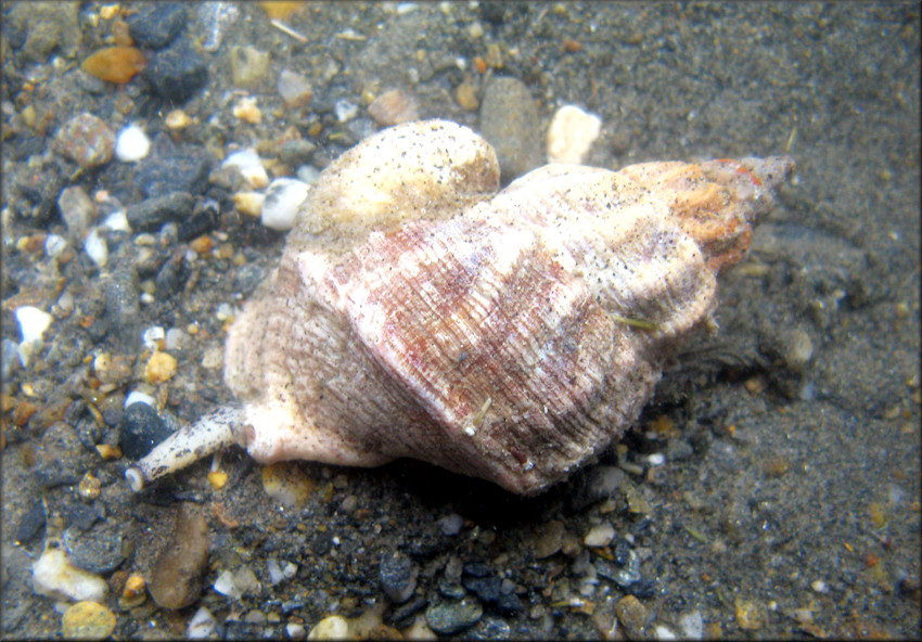 Buccinum glaciale Linnaeus, 1761 Glacial Whelk