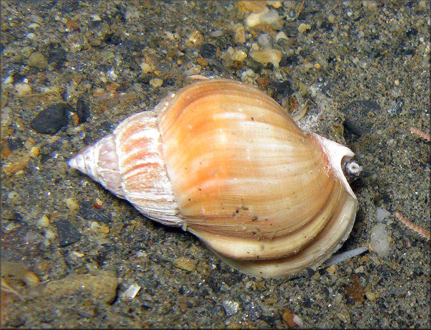 Buccinum angulosum normal Dall, 1885