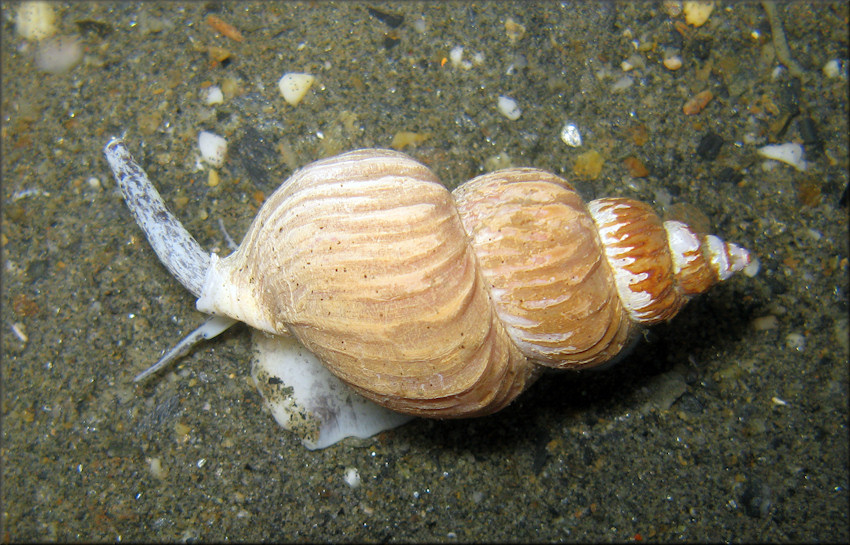 Buccinum scalariforme Mller, 1842 Ladder Whelk