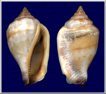 Canarium microurceus Kira, 1959