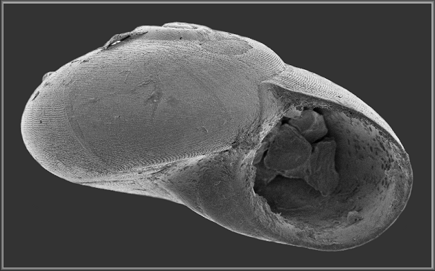 Teinostoma reclusum (Dall, 1889) Recluse Vitrinella