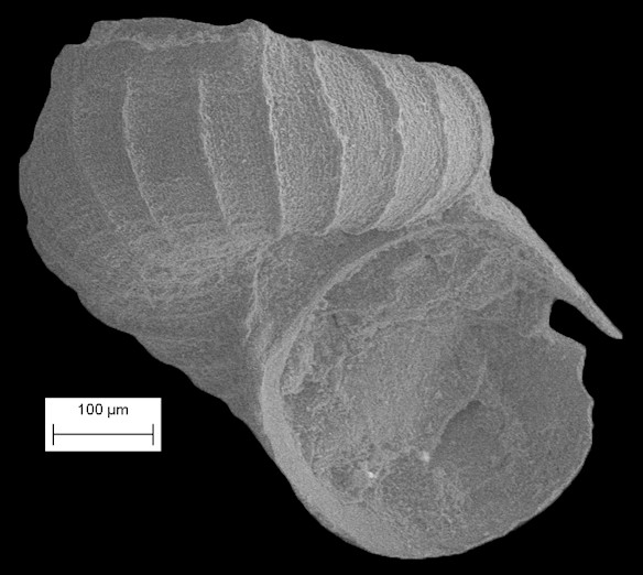 Scissurella redferni (Roln, 1996)