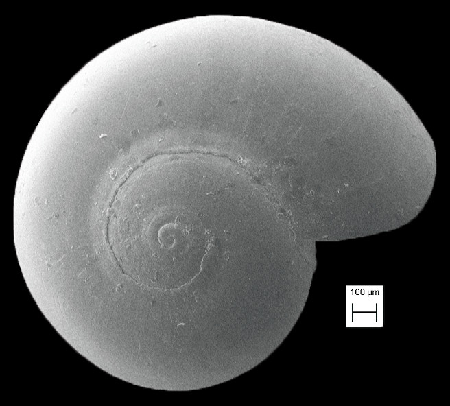 Teinostoma avunculus Pilsbry in Olsson and Harbison, 1953 Uncle Vitrinella