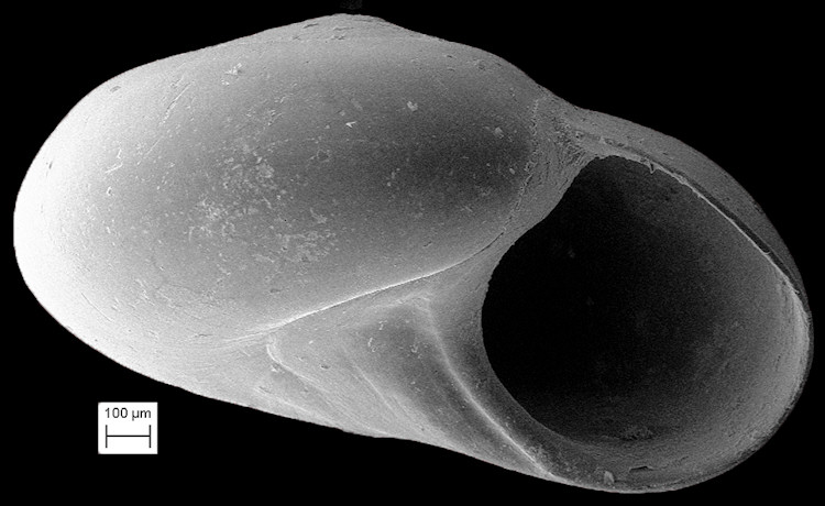 Teinostoma avunculus Pilsbry in Olsson and Harbison, 1953 Uncle Vitrinella