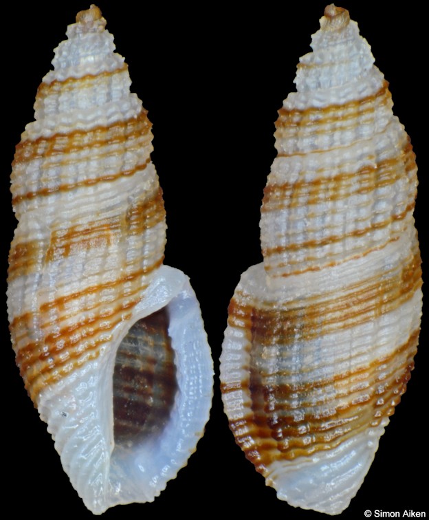 Daphnella reeveana (Deshayes, 1863)