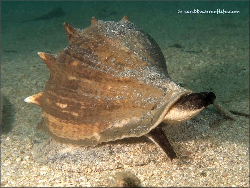 Melongena melongena (Linnaeus, 1758) Living Animal