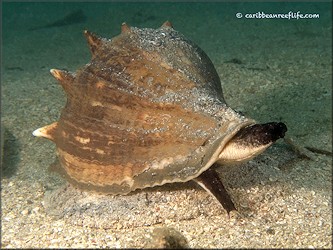 Melongena melongena (Linnaeus, 1758) Living Animal