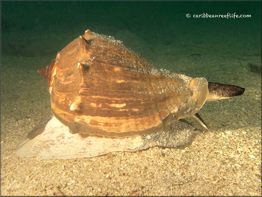 Melongena melongena (Linnaeus, 1758) Living Animal