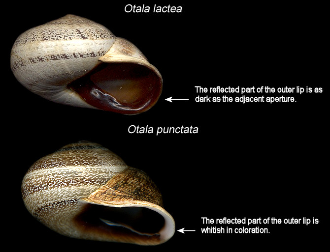 Otala punctata and Otala lactea comparison