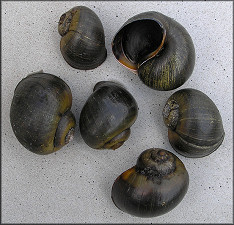 Pomacea paludosa (Say, 1829) Found Along The Shoreline